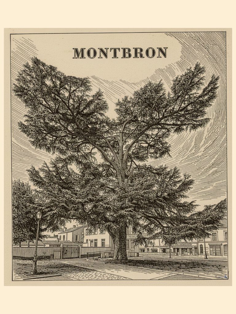 Illustration du Grand Cèdre de Montbron dans le style d’une gravure ancienne