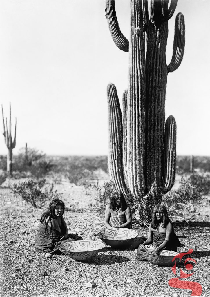 Trois femmes maricopa assises devant un cactus saguaro avec de grands paniers, photographiées par Edward S. Curtis en 1907.