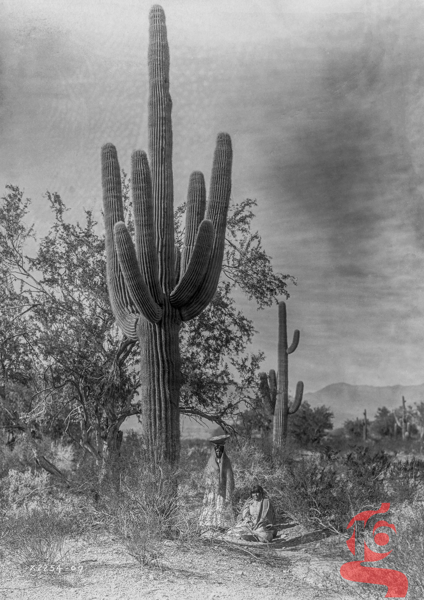 Femmes Pima sous de grands cactus saguaros, Edward S. Curtis, 1907